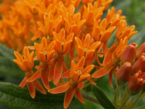 butterfly milkweed