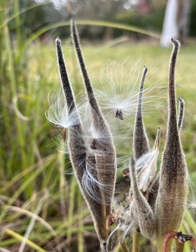 butterfly milkweed