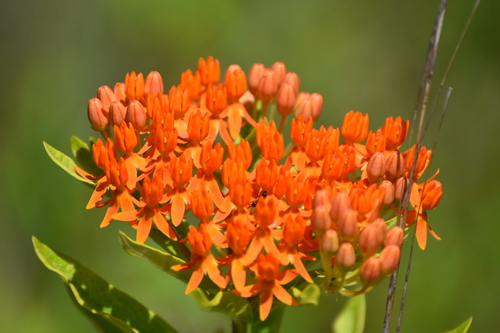 butterfly milkweed