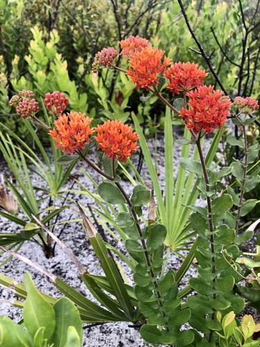 butterfly milkweed