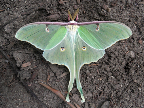 North American Luna Moth