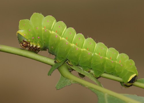 North American Luna Moth