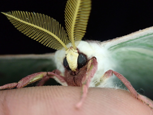 North American Luna Moth