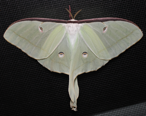 North American Luna Moth
