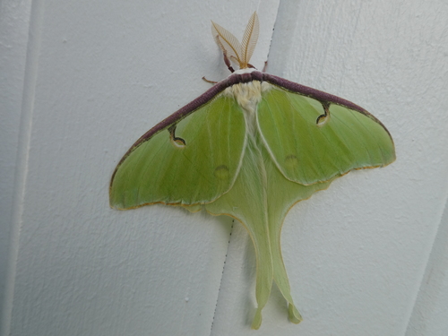 North American Luna Moth