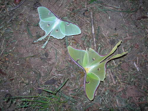 North American Luna Moth