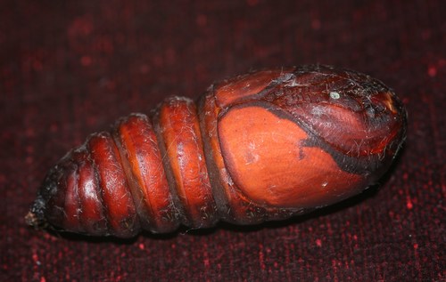 North American Luna Moth