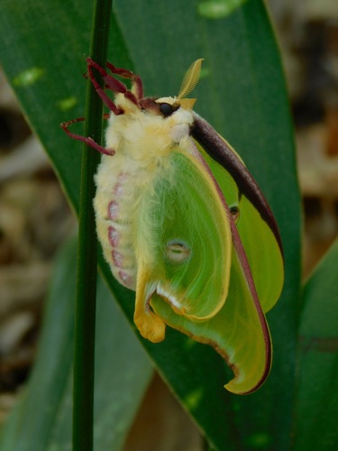 North American Luna Moth