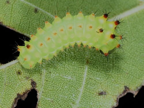 North American Luna Moth