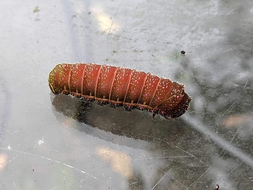 North American Luna Moth