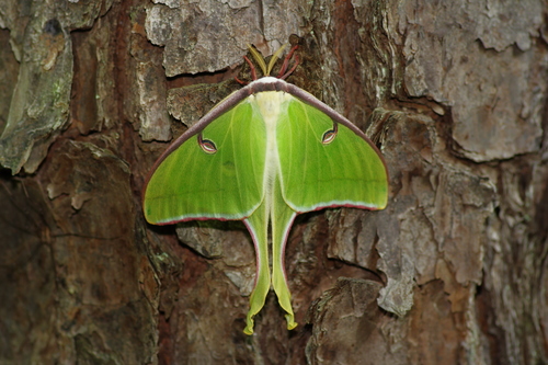 North American Luna Moth
