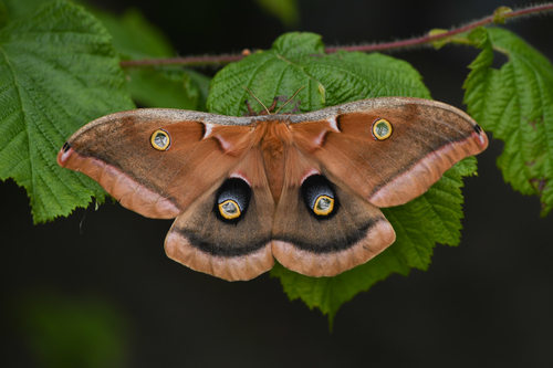 Polyphemus Moth