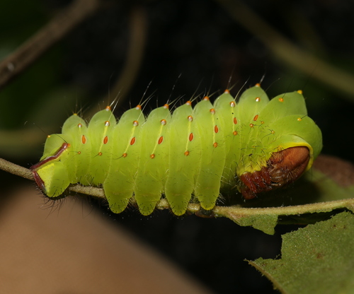Polyphemus Moth