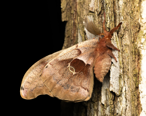 Polyphemus Moth