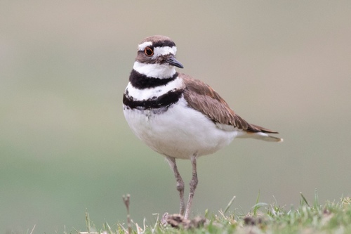 Killdeer