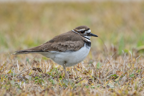 Killdeer