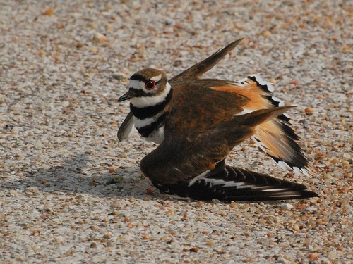 Killdeer