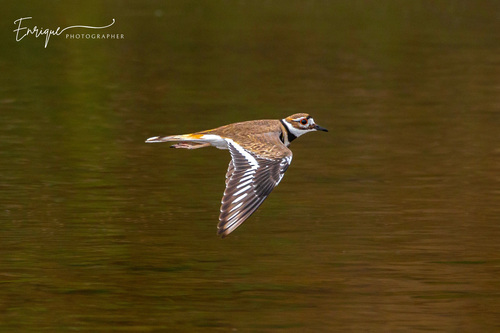 Killdeer