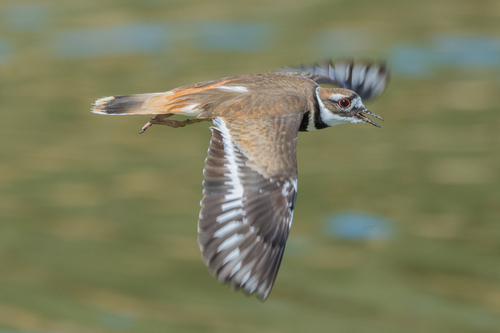 Killdeer