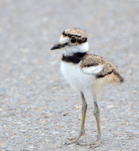 Killdeer