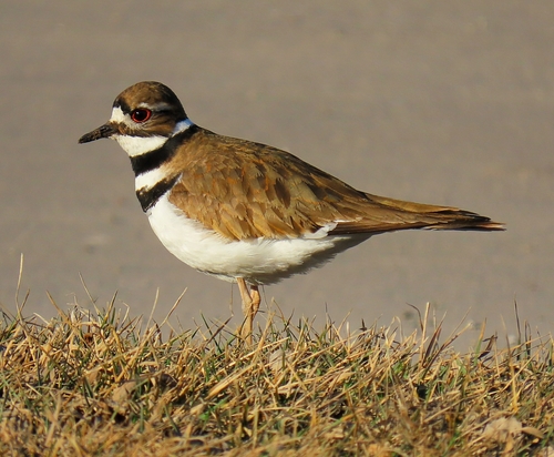 Killdeer