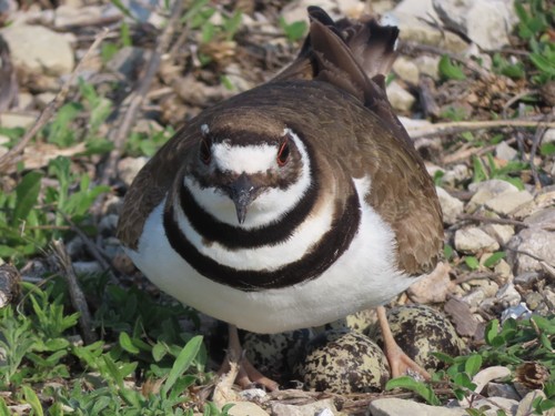 Killdeer