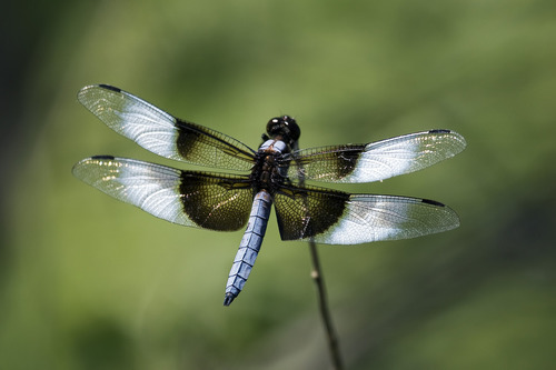 Widow Skimmer