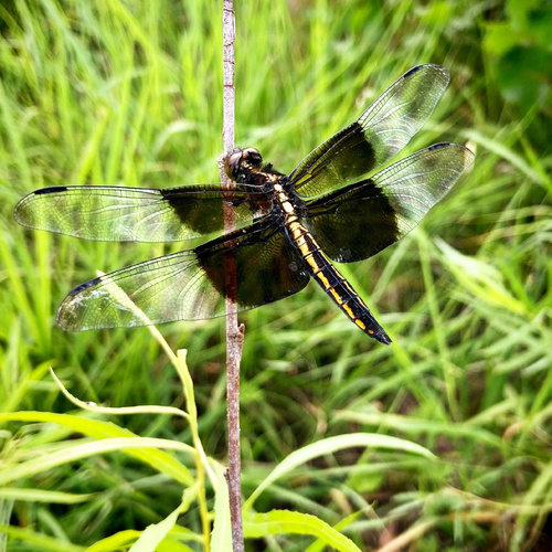 Widow Skimmer