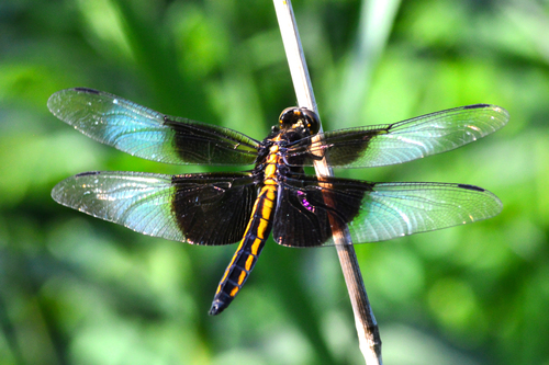 Widow Skimmer