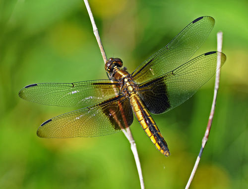 Widow Skimmer