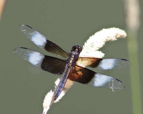 Widow Skimmer