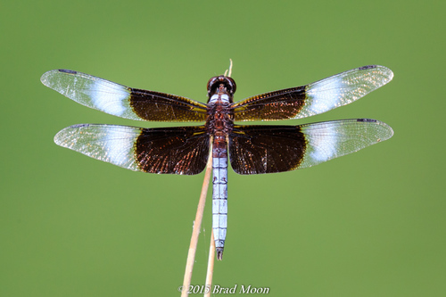 Widow Skimmer