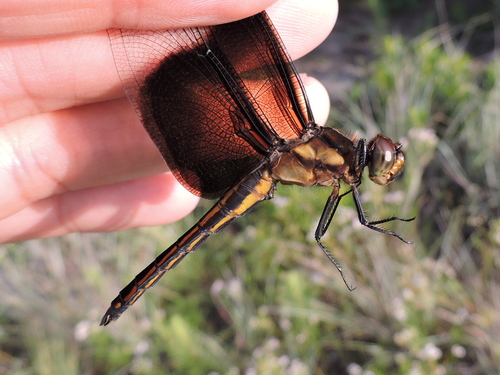 Widow Skimmer