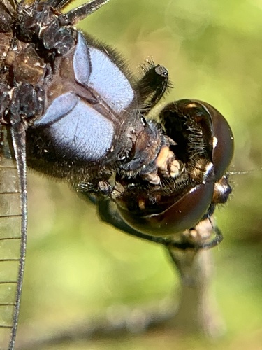 Widow Skimmer