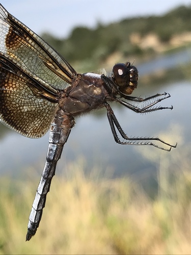 Widow Skimmer