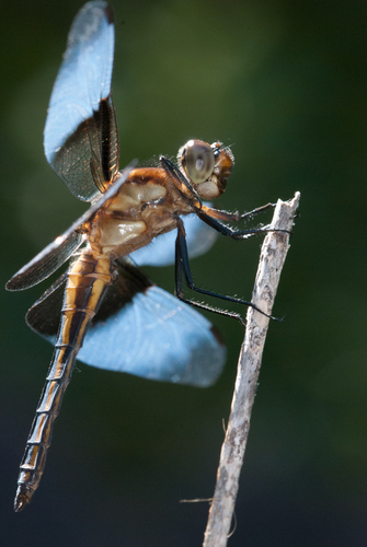 Widow Skimmer