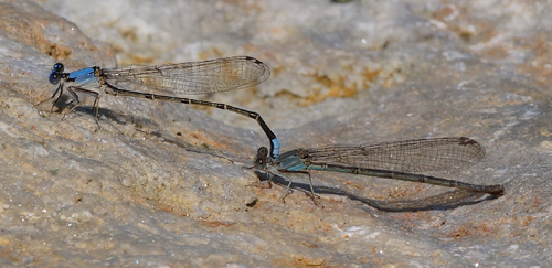 Blue-fronted Dancer