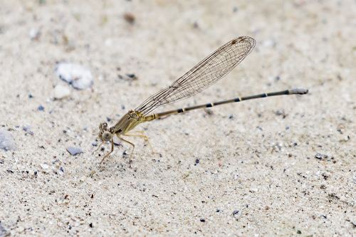 Blue-fronted Dancer