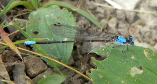 Blue-fronted Dancer