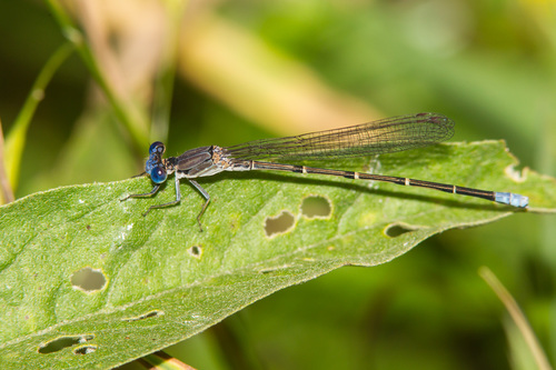 Blue-fronted Dancer