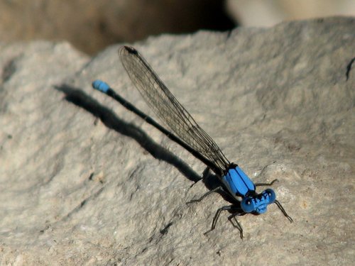Blue-fronted Dancer