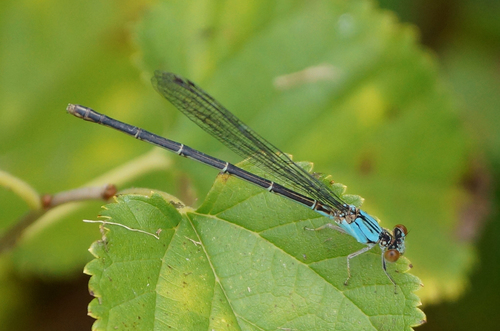Blue-fronted Dancer