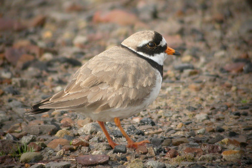 Common Ringed Plover
