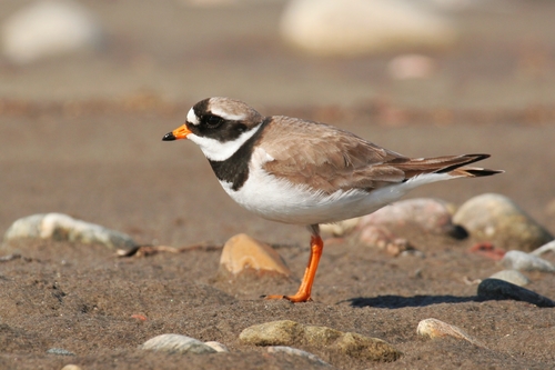Common Ringed Plover