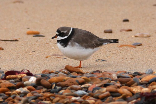 Common Ringed Plover