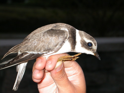 Common Ringed Plover