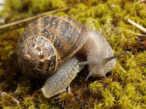 Garden Snail