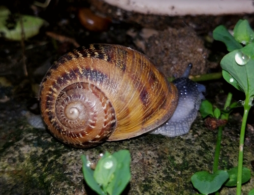 Garden Snail