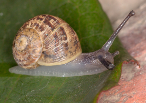Garden Snail