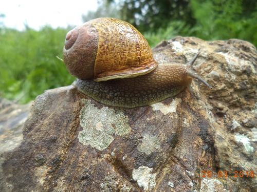 Garden Snail